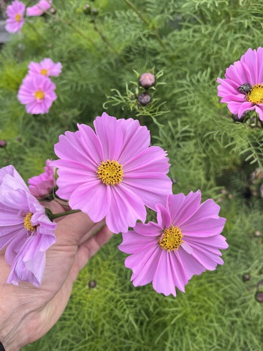 Фотография покупателя товара Семена цветов Космея "Ракушка", 0,2 г - Фото 1