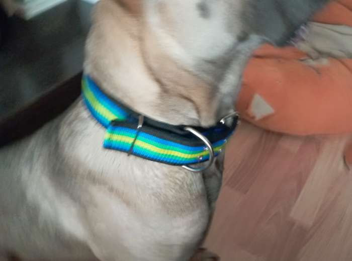 Фотография покупателя товара Ошейник четырехслойный, 50×3 см, разноцветный - Фото 1