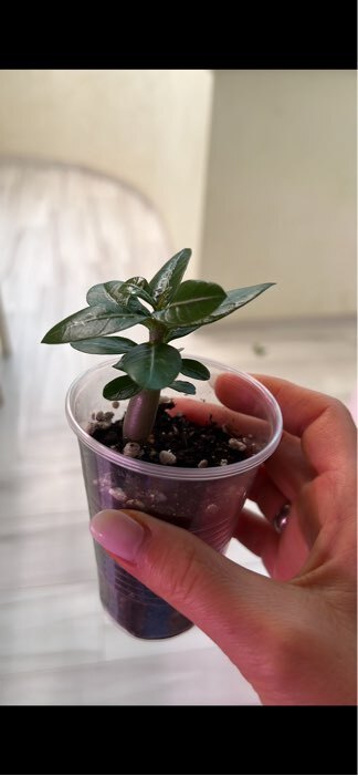 Фотография покупателя товара Семена цветов Адениум тучный "Звезда Сайгона", 3 шт - Фото 2