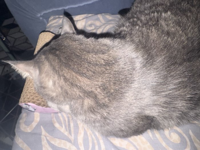 Фотография покупателя товара Когтеточка из картона с кошачьей мятой «Котик», 45 см × 20 см × 4.5 см - Фото 1