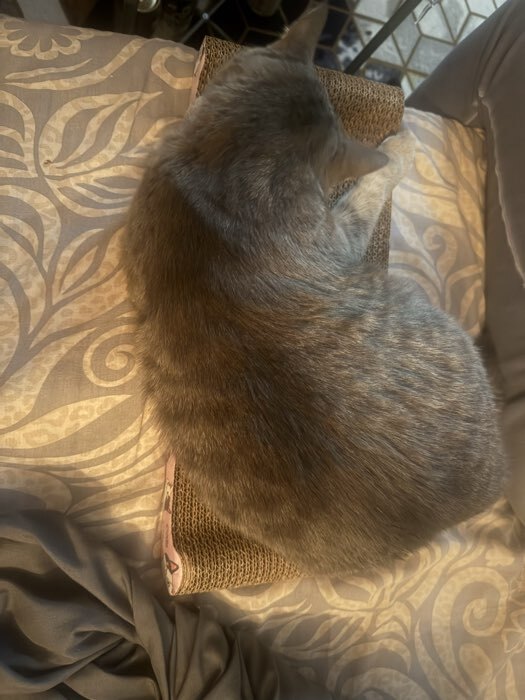 Фотография покупателя товара Когтеточка из картона с кошачьей мятой «Котик», 45 см × 20 см × 4.5 см - Фото 2