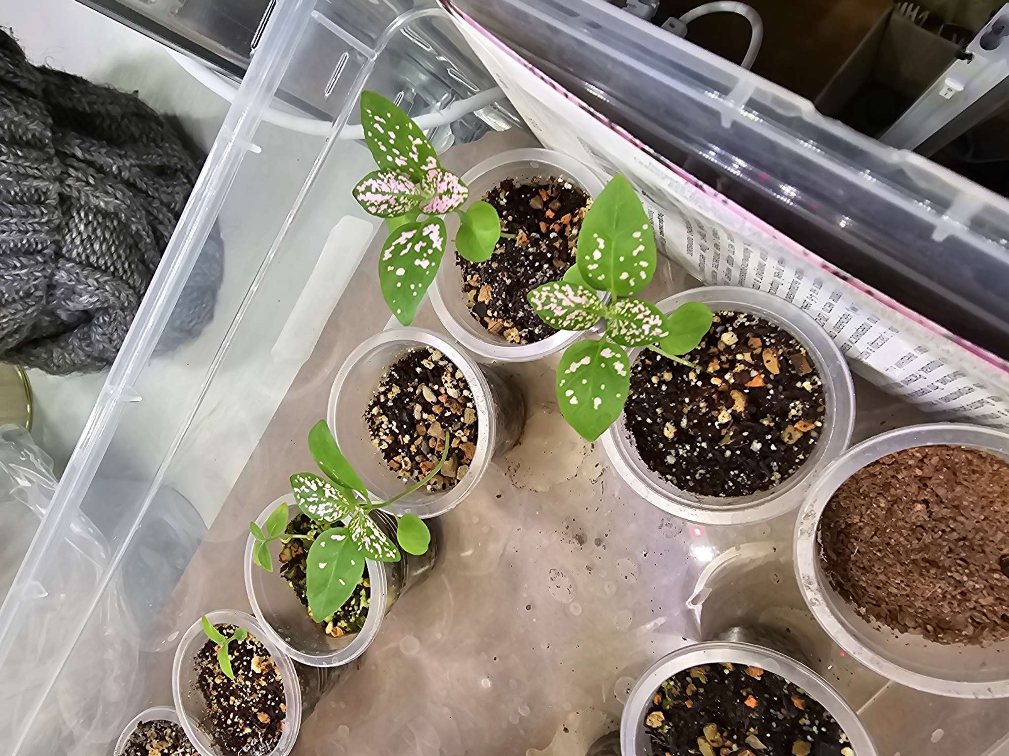 Фотография покупателя товара Семена цветов Гипоэстес Сплэш Select Pink (PanAmerican Seed) 4шт. 12.29 г. - Фото 3