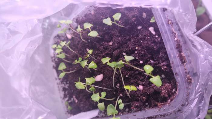 Фотография покупателя товара Семена Лаванда «Хидкот Блю», 10 шт., «Золотая Сотка Алтая» - Фото 1