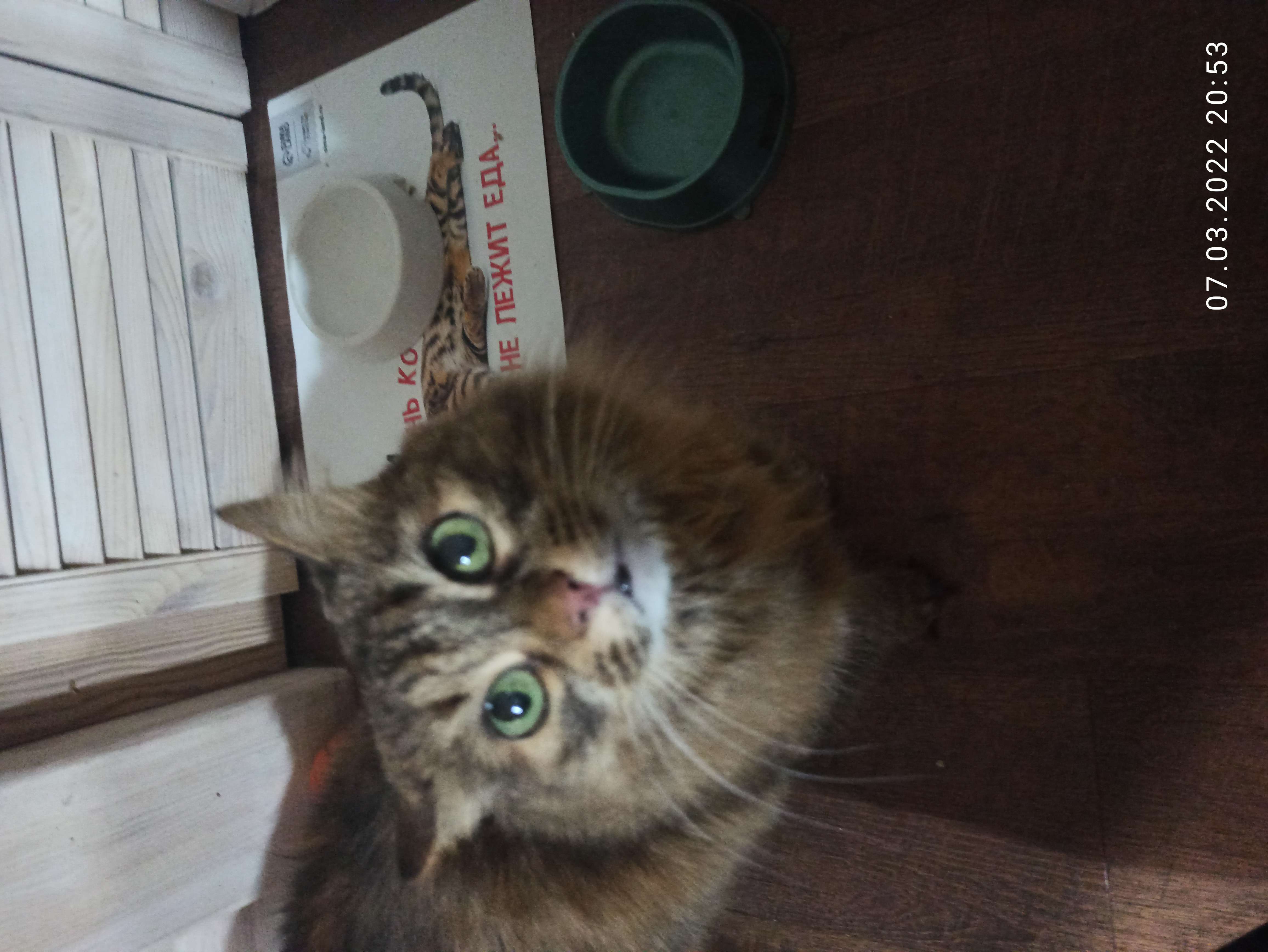 Фотография покупателя товара Коврик под миску «Не проста жизнь кота», 43х28 см - Фото 3