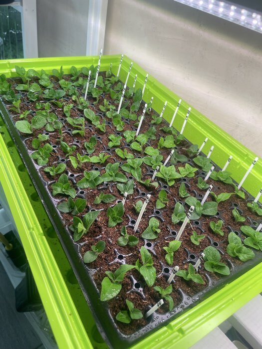 Фотография покупателя товара Мини-парник для рассады, 57×36×13.5 см, 1 вставка, 40 ячеек, Greengo - Фото 1