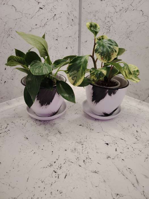 Фотография покупателя товара Горшок для цветов «Штрих», 8 л, d=30 см, h=23 см, с поддоном, керамика, белый - Фото 2