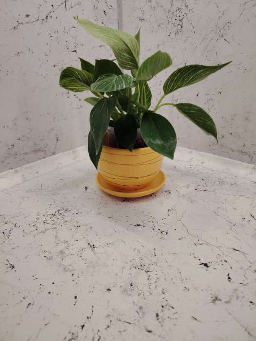 Фотография покупателя товара Горшок для цветов «Магнолия», 1.4 л, d=15 см, h=13 см, керамический, с поддоном, жёлтый - Фото 2