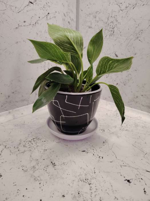 Фотография покупателя товара Горшок для цветов «Иллюзия», керамический, с поддоном, белый, набор 4 шт. - Фото 1