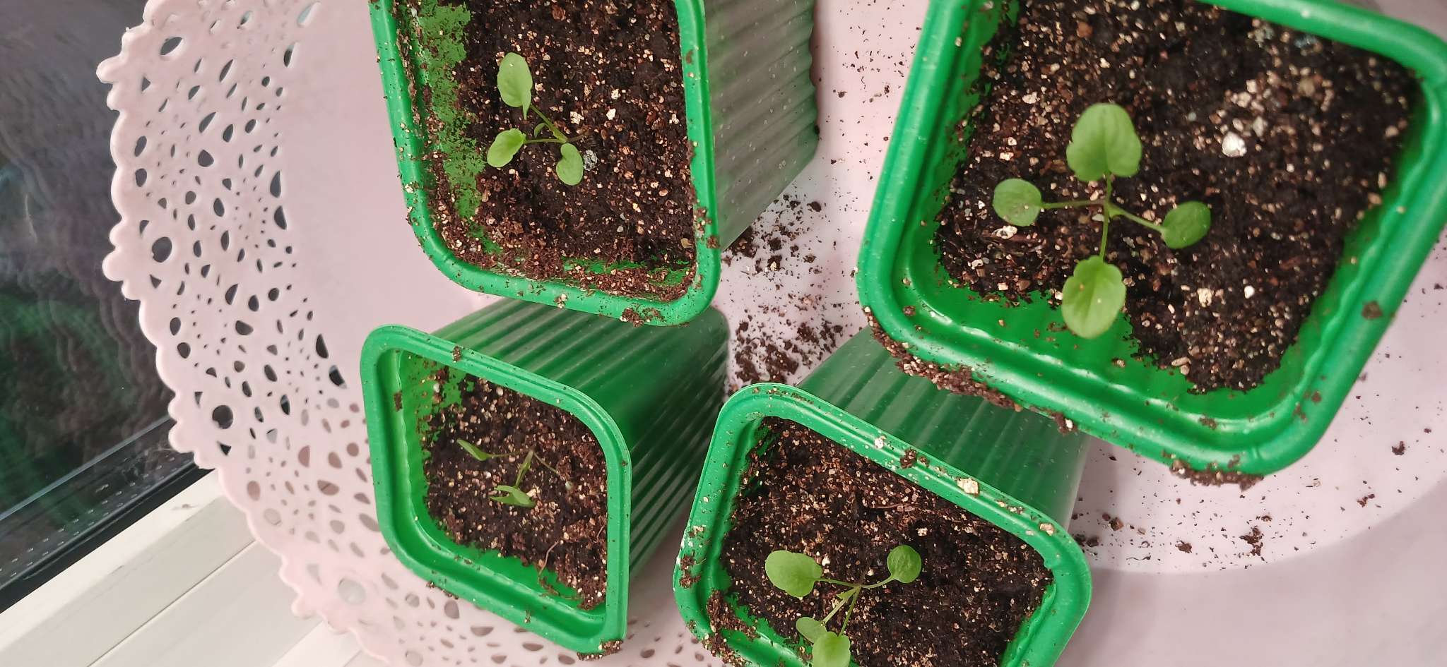 Фотография покупателя товара Семена цветов Виола ампельная Кул Вэйв Строберри Свирл, 5шт - Фото 1