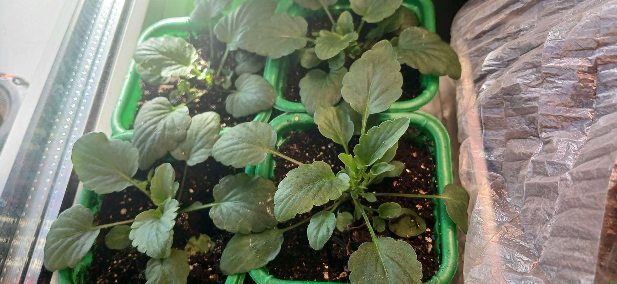 Фотография покупателя товара Семена цветов Виола ампельная Кул Вэйв Строберри Свирл, 5шт - Фото 2