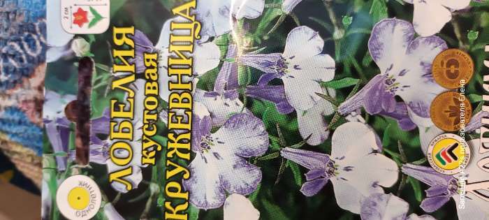 Фотография покупателя товара Семена цветов Лобелия ампельная «Кружевница», О, 8 шт. - Фото 5