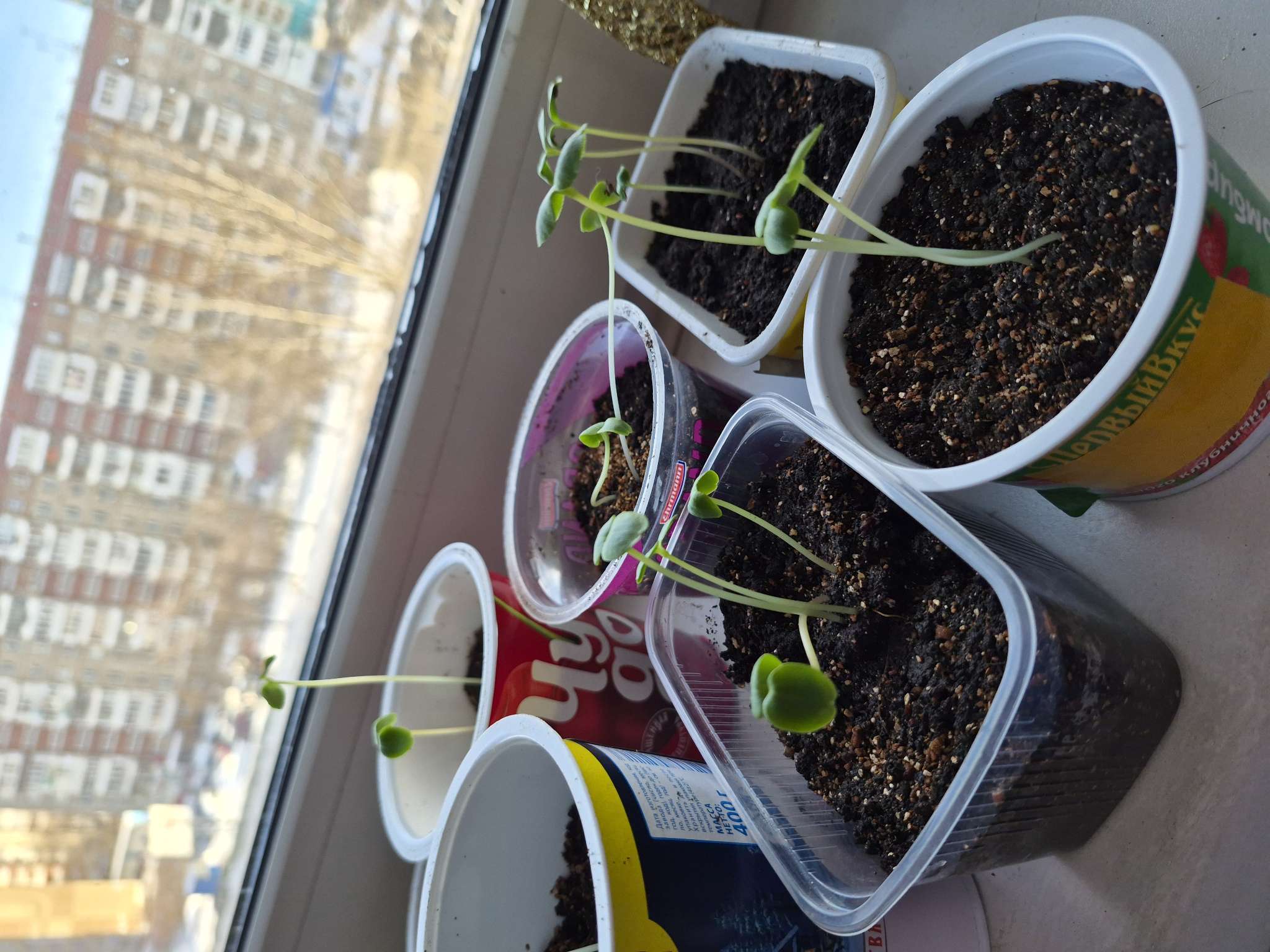 Фотография покупателя товара Семена цветов Бальзамин «Том Самб», Смесь, 0.2 г - Фото 3