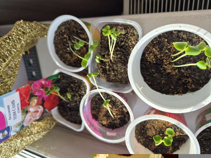 Фотография покупателя товара Семена цветов Бальзамин «Том Самб», Смесь, 0.2 г - Фото 4