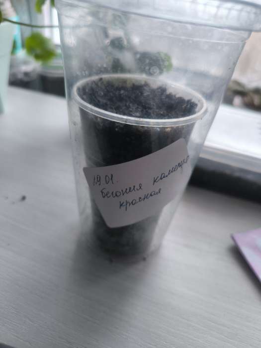 Фотография покупателя товара Семена Цветов Бегония крупноцветковая «Камелия», красная, 10 шт., «Дом семян» - Фото 3