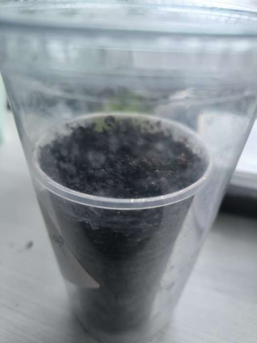 Фотография покупателя товара Семена Цветов Бегония крупноцветковая «Камелия», красная, 10 шт., «Дом семян» - Фото 2