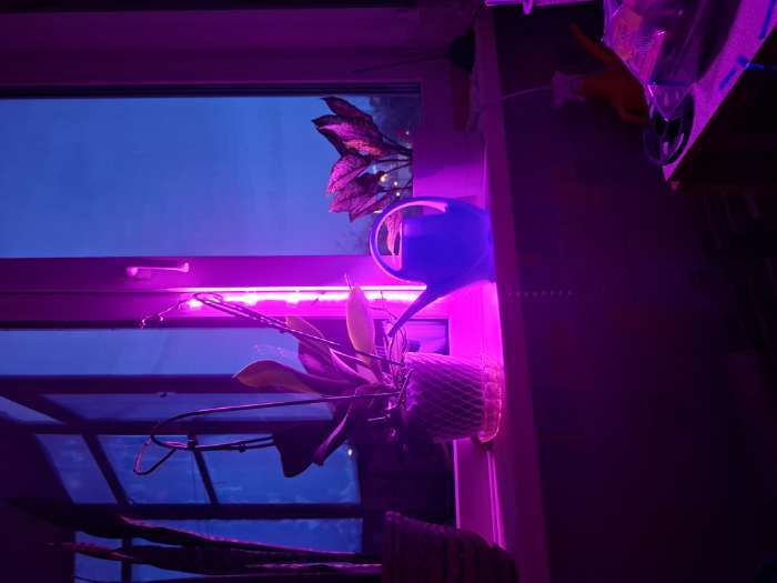 Фотография покупателя товара Фитолента для растений Luazon Lighting, светодиодная, 6.2 Вт, 1 м, IP65, 5 В, 60 LED/м, USB, SMD5050, мультиспектральная - Фото 32