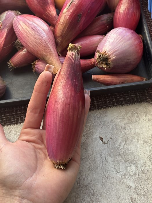 Фотография покупателя товара Семена Лук шалот «Цебруне», 0.3 г, «Аэлита» - Фото 1