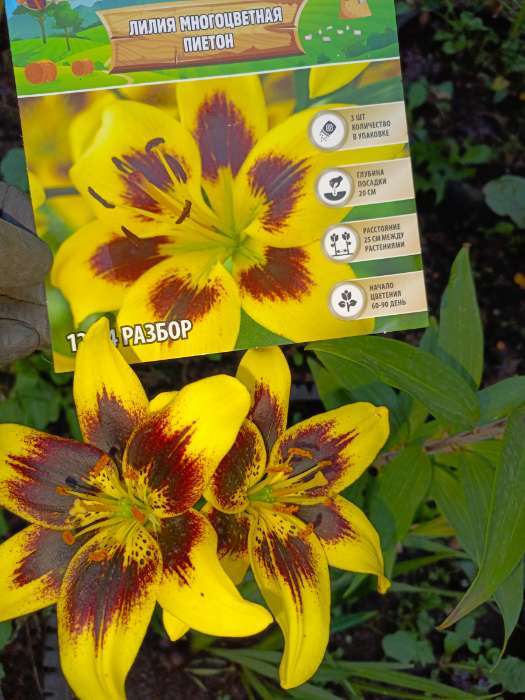 Фотография покупателя товара Лилия Многоцветная «Патриция Прайд», луковица в пакете с перфорацией, р-р 12/14, 3 шт. - Фото 3
