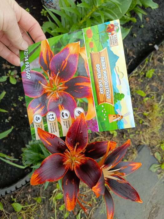 Фотография покупателя товара Лилия Многоцветная «Патриция Прайд», луковица в пакете с перфорацией, р-р 12/14, 3 шт. - Фото 2