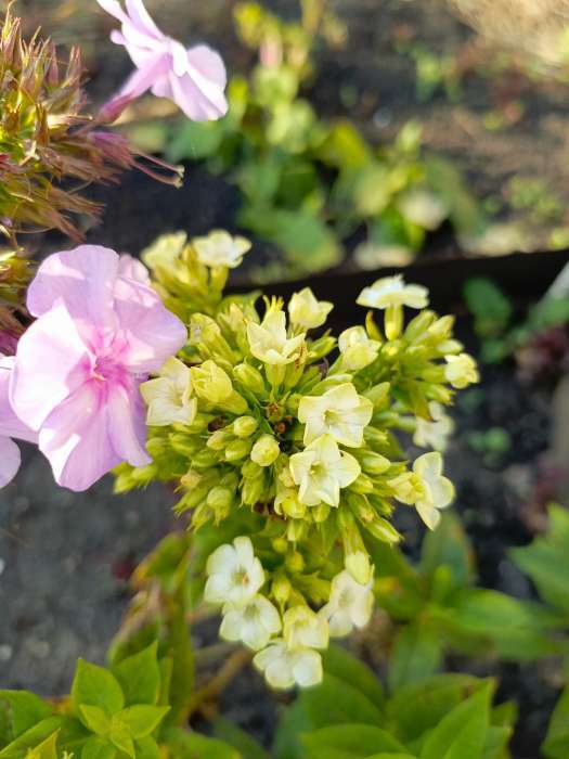 Фотография покупателя товара Флокс «Крем де ля Крем» корневище в пакете с торфогрунтом, р-р I, 2 шт. - Фото 1