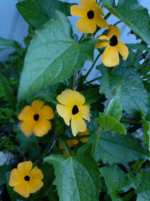 Фотография покупателя товара Семена цветов Тунбергия, Смесь окрасок, 0,2 г - Фото 1