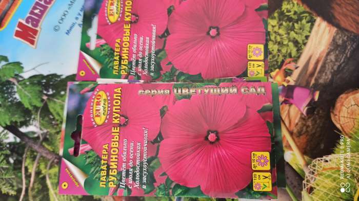 Фотография покупателя товара Семена цветов Лаватера "Рубиновые купола", 0,1 г - Фото 3