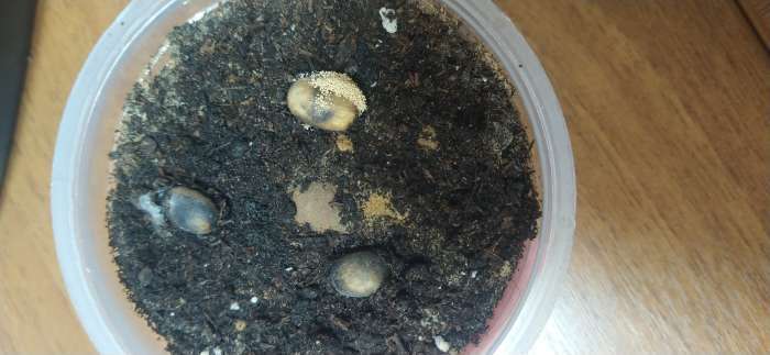 Фотография покупателя товара Семена цветов Кофе арабский "Карликовый", 0,8г - Фото 1