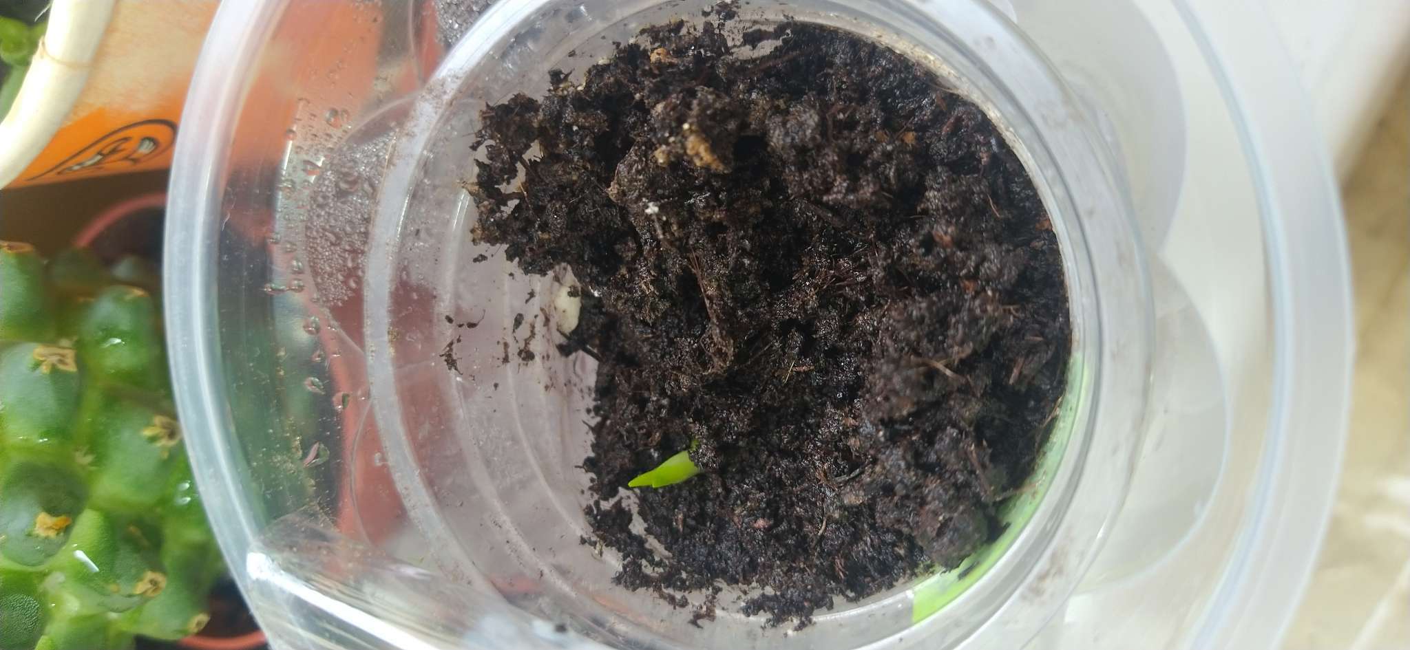 Фотография покупателя товара Семена комнатных цветов нолина «Бутылочное дерево», 3 шт. - Фото 1