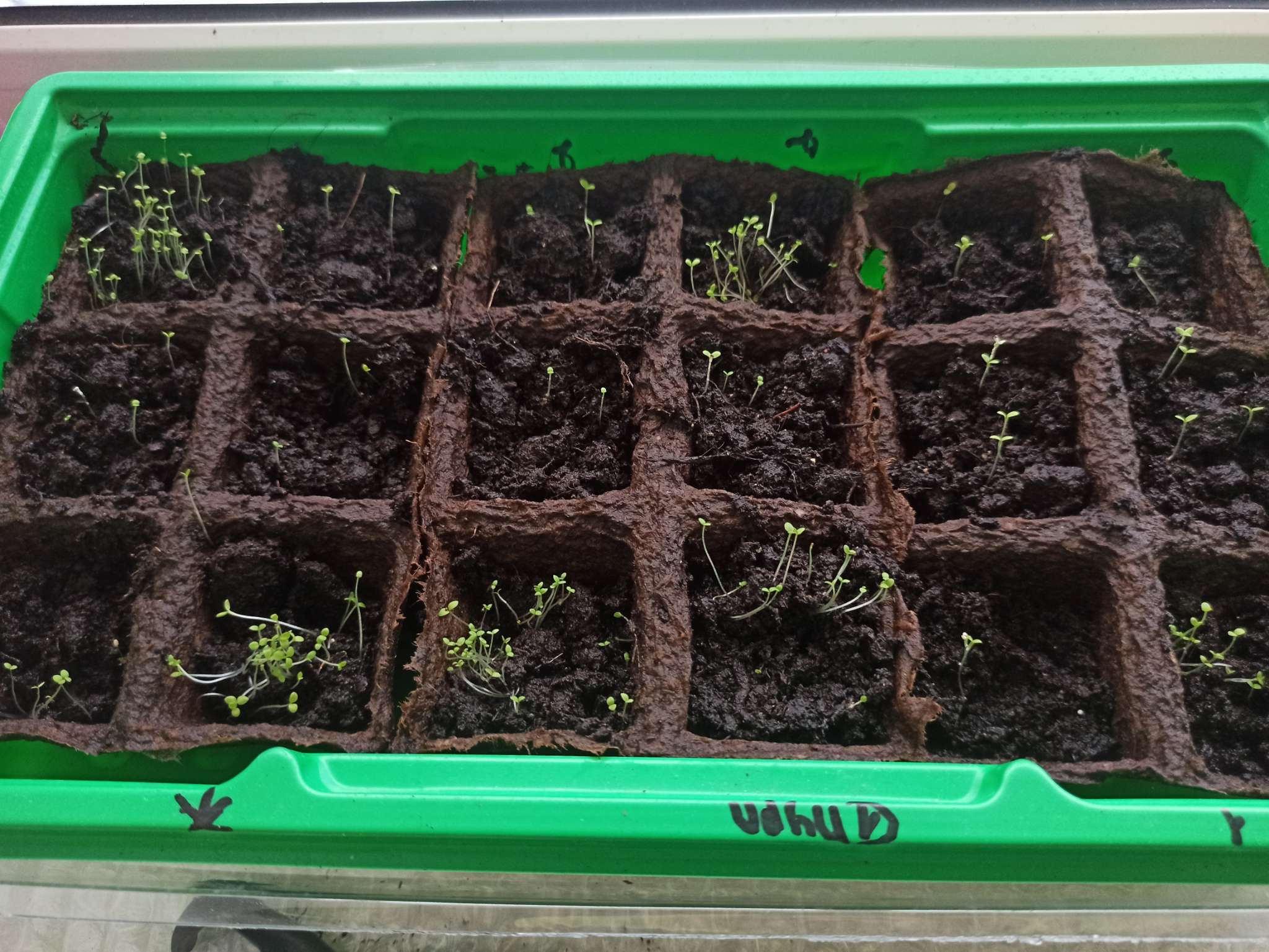 Фотография покупателя товара Семена цветов Петуния "Лавина", желтый каприз F1, 5 др - Фото 1