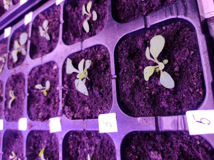 Фотография покупателя товара Семена цветов Петуния ампельная «Лавина Пурпурно-желтая Звезда», F1, 10 шт., «ПОИСК» - Фото 1