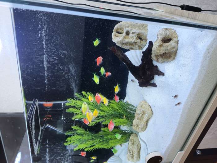 Фотография покупателя товара Аквариум «Куб», покровное стекло, 50 л, 35×35×40 см, белые уголки - Фото 1