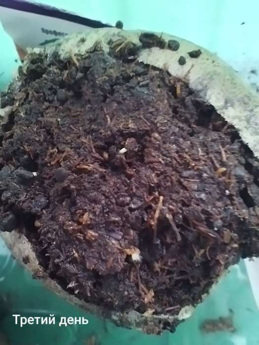 Фотография покупателя товара Семена цветов Катарантус Океан Light Blue розовидный 5 шт.  12.29 г. - Фото 1