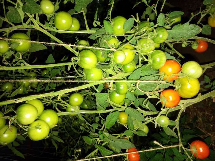 Фотография покупателя товара Семена Томат «Оля» F1, ультраскороспелый, 10 шт., «Аэлита» - Фото 1