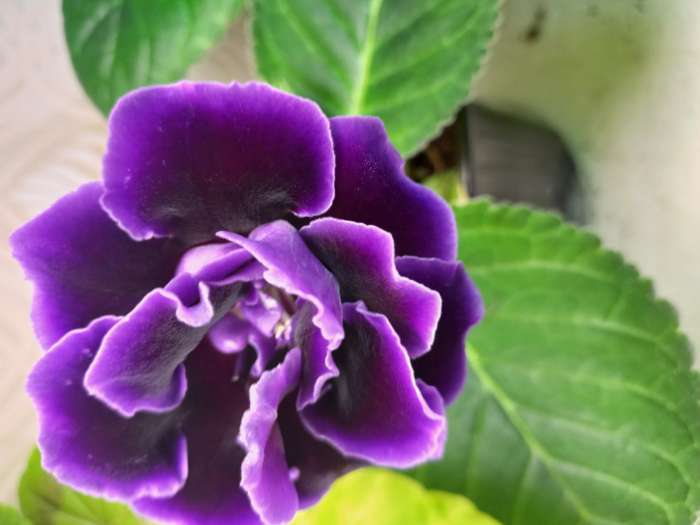 Фотография покупателя товара Семена цветов Глоксиния "Брокэйд", Фиолетовая, F1 , 5 шт. - Фото 1