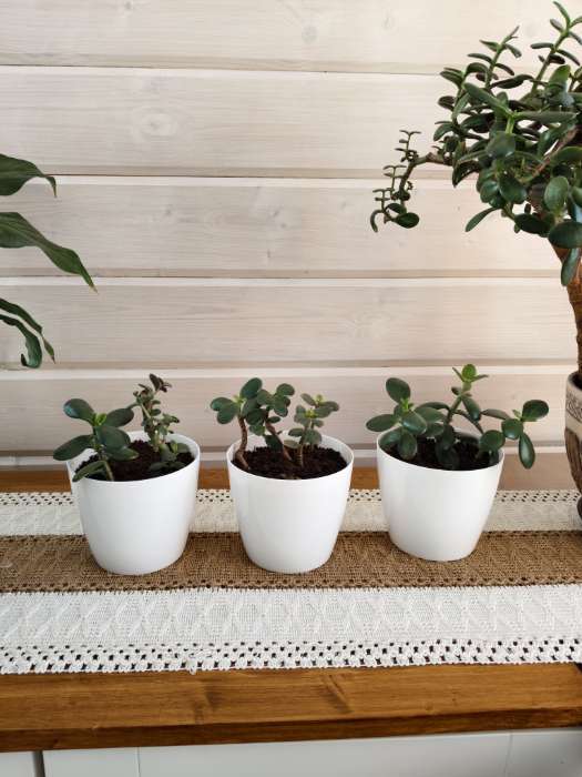 Фотография покупателя товара Кашпо для цветов, d=12.5 см, 1 л, пластик, белое - Фото 1