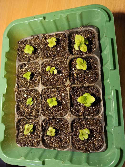 Фотография покупателя товара Кассета для выращивания рассады Greengo на 128 ячеек, по 15 мл, пластиковая, чёрная, 54×28×5 см - Фото 1
