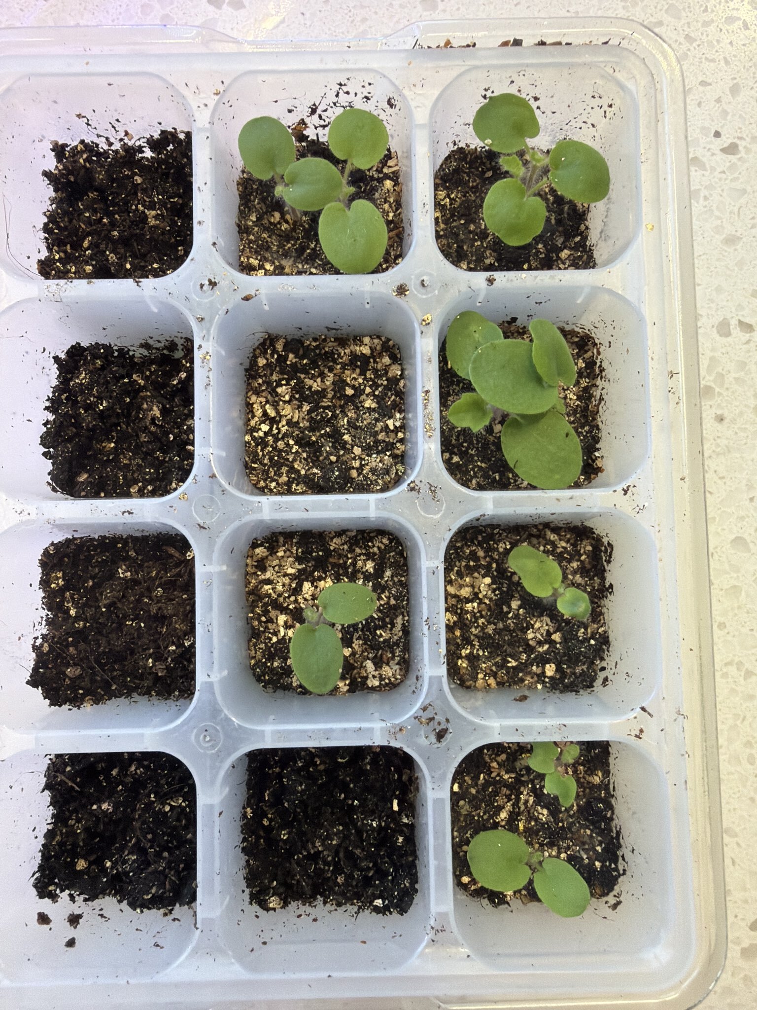 Фотография покупателя товара Семена комнатных цветов Пеларгония «Саммертайм», Смесь, F1, 5 шт., «Престиж семена» - Фото 1