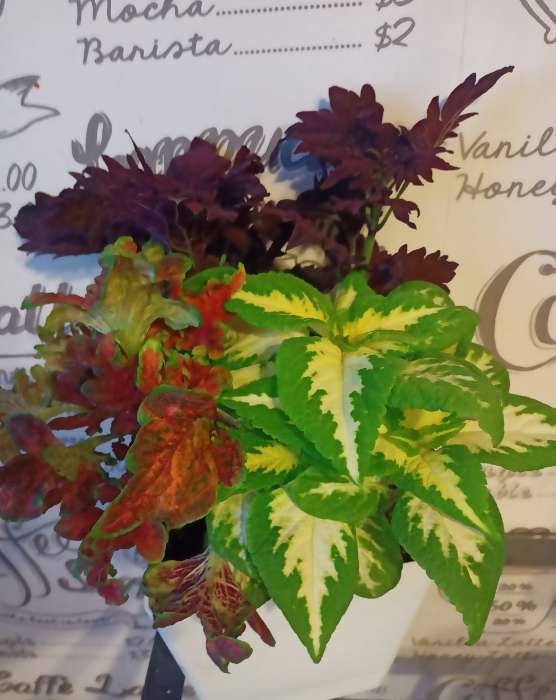 Фотография покупателя товара Семена цветов Колеус Визард Жаде, 10шт - Фото 1