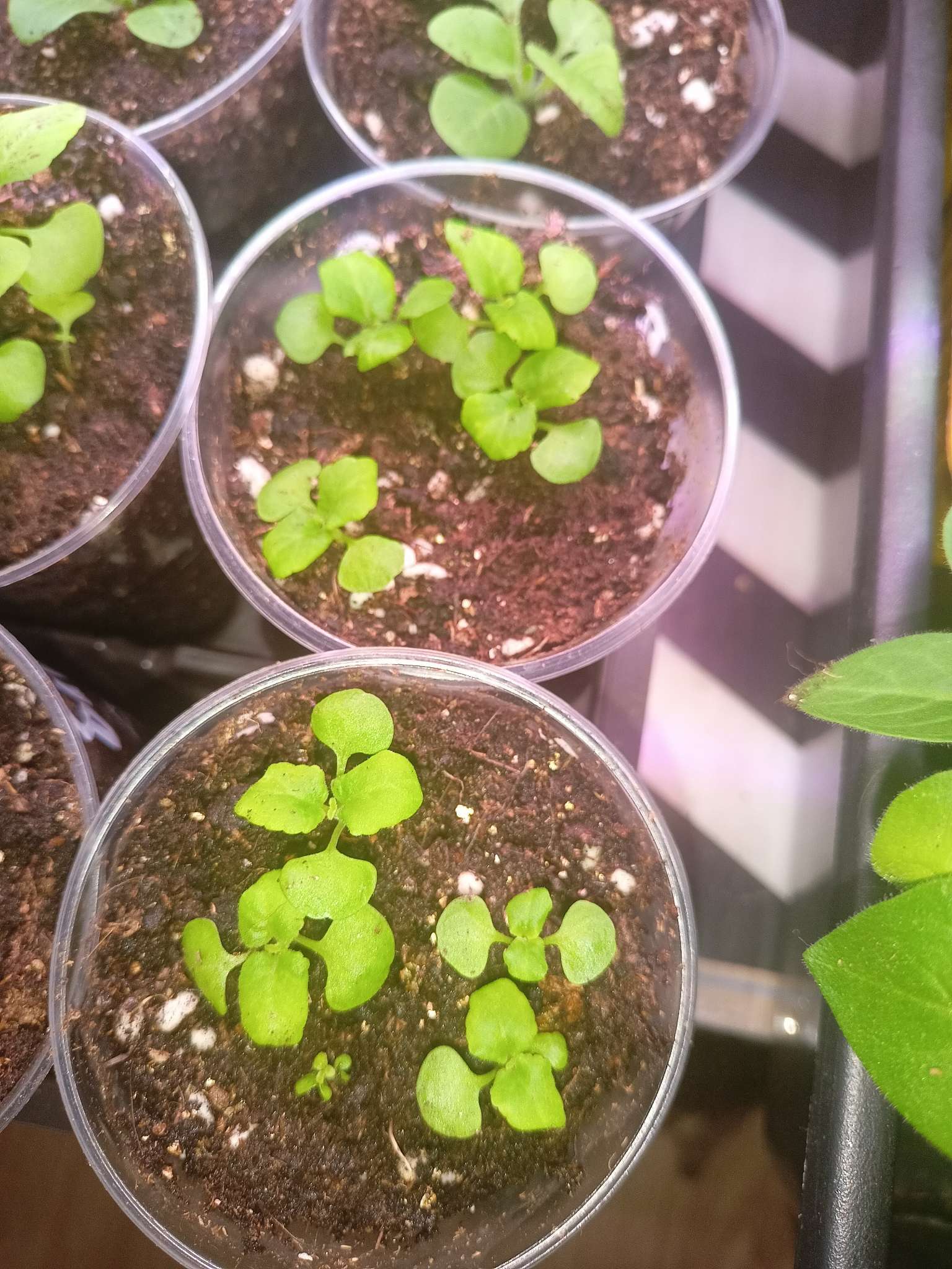 Фотография покупателя товара Семена цветов Колеус Визард Жаде, 10шт - Фото 2