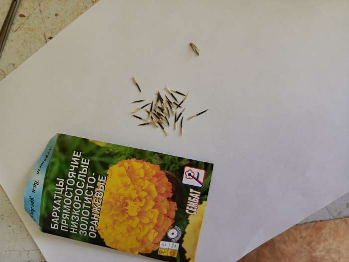 Фотография покупателя товара Семена цветов Бархатцы прямостоячий низкорослый золотисто-оранжевый, О, 0.1 г - Фото 1