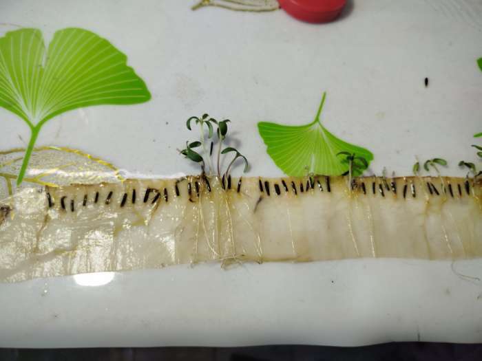 Фотография покупателя товара Семена цветов Бархатцы «Марвел», желтые, Сем. Алт, ц/п, 5 шт. - Фото 6