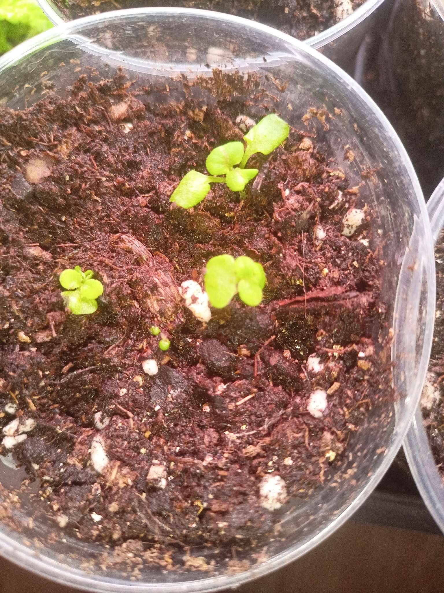 Фотография покупателя товара Семена цветов Колеус блюме "Гиант Экзебишен Магма", 10 шт - Фото 5