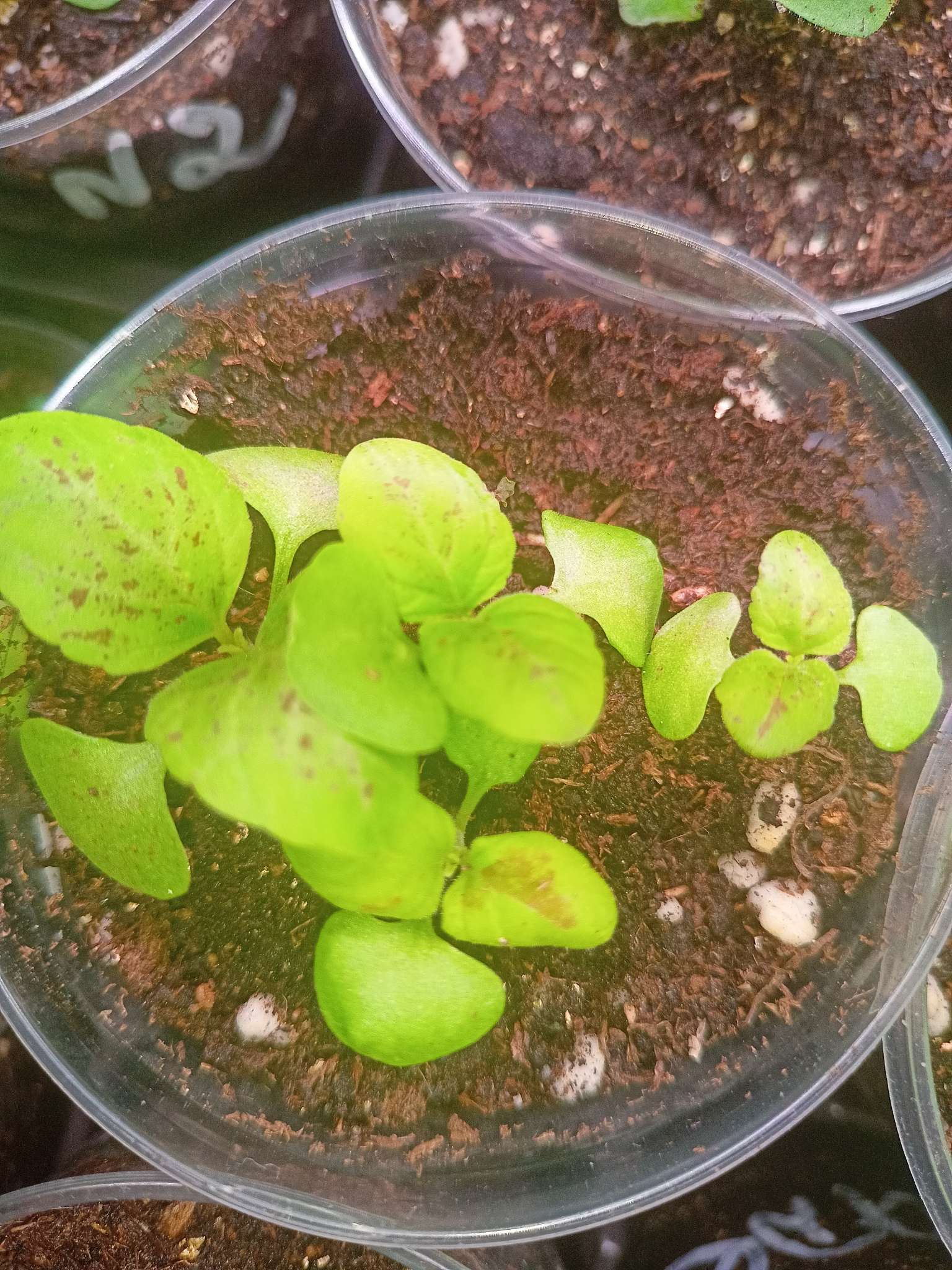 Фотография покупателя товара Семена Цветов Колеус блюме «Гиант Экзибишен Марбл», 10 шт., «Агросидстрейд» - Фото 5