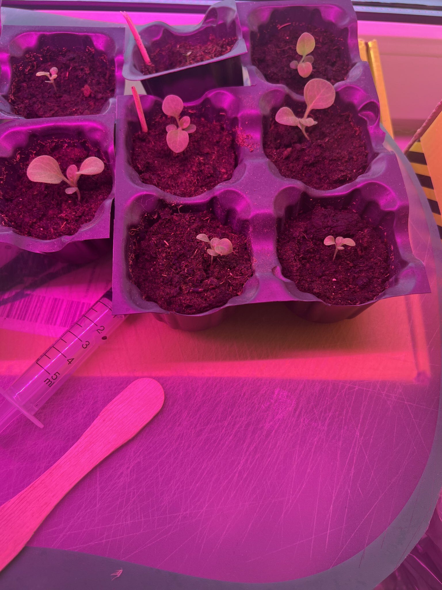 Фотография покупателя товара Семена цветов Петуния махровая каскадная «Императрица», F1, 7 шт., Premium seeds - Фото 1