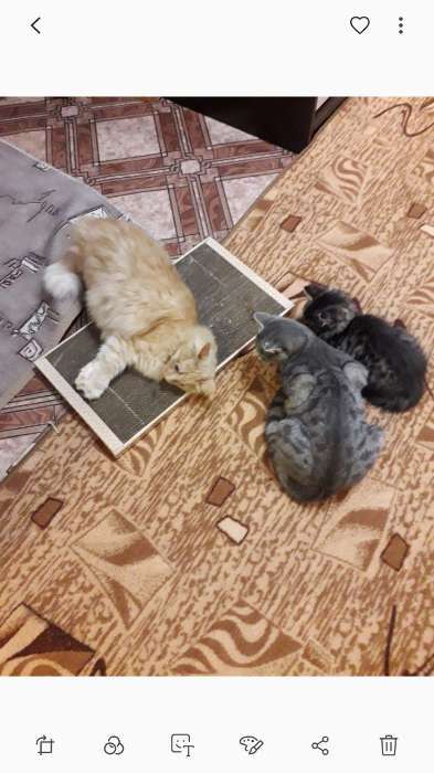 Фотография покупателя товара Домашняя когтеточка-лежанка для кошек, 56 × 30 см - Фото 10