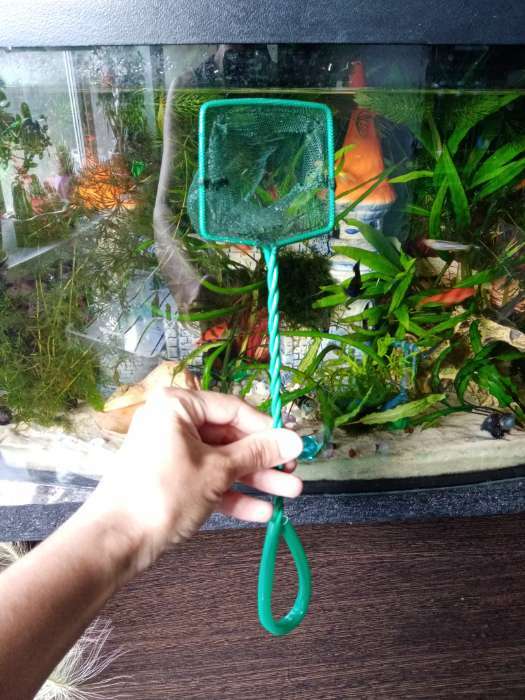 Фотография покупателя товара Сачок аквариумный 10 см, зелёный - Фото 7
