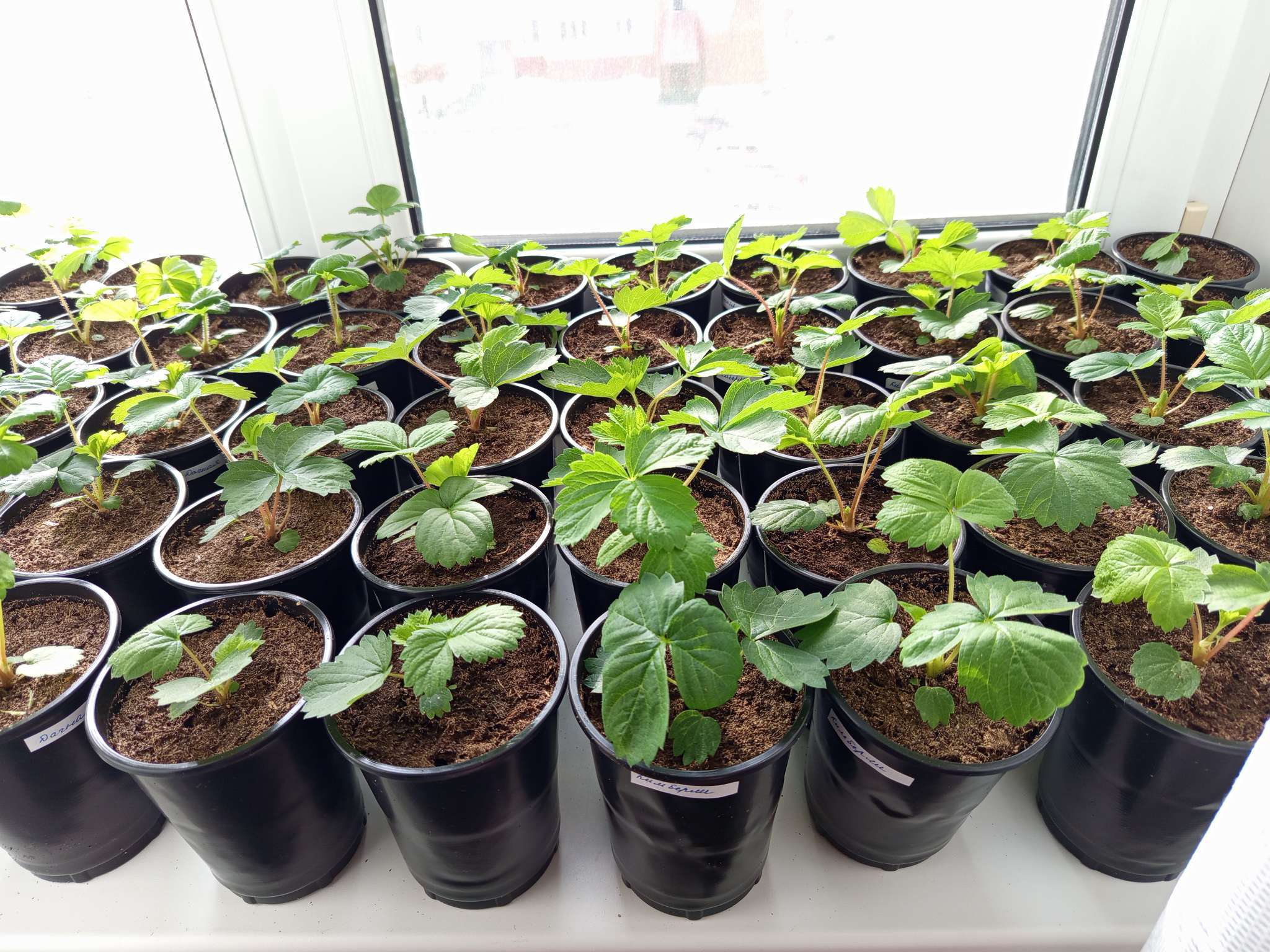 Фотография покупателя товара Стакан одноразовый с крышкой «Ребристый», 500 мл, пластик, d=9.5 см, прозрачный - Фото 1