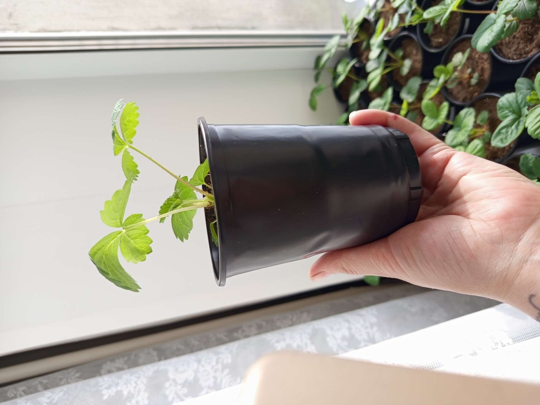 Фотография покупателя товара Стакан одноразовый с крышкой «Ребристый», 500 мл, пластик, d=9.5 см, прозрачный - Фото 2