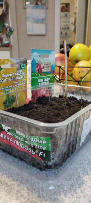 Фотография покупателя товара Набор семян с лунным календарем садовода 2026 «Рецепты дедушки Никиты», 1 шт. - Фото 1