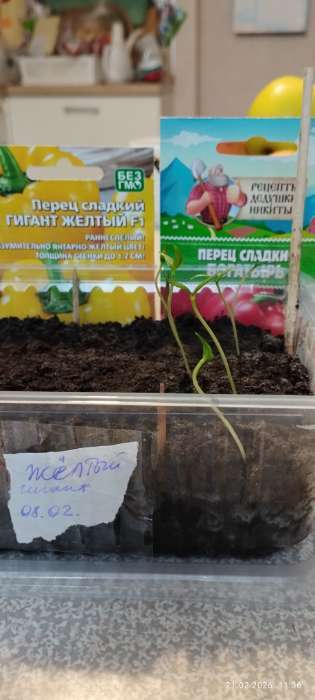 Фотография покупателя товара Набор семян с лунным календарем садовода 2026 «Рецепты дедушки Никиты», 1 шт. - Фото 2